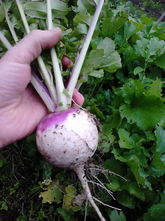 Turnip- Purple Top White Globe