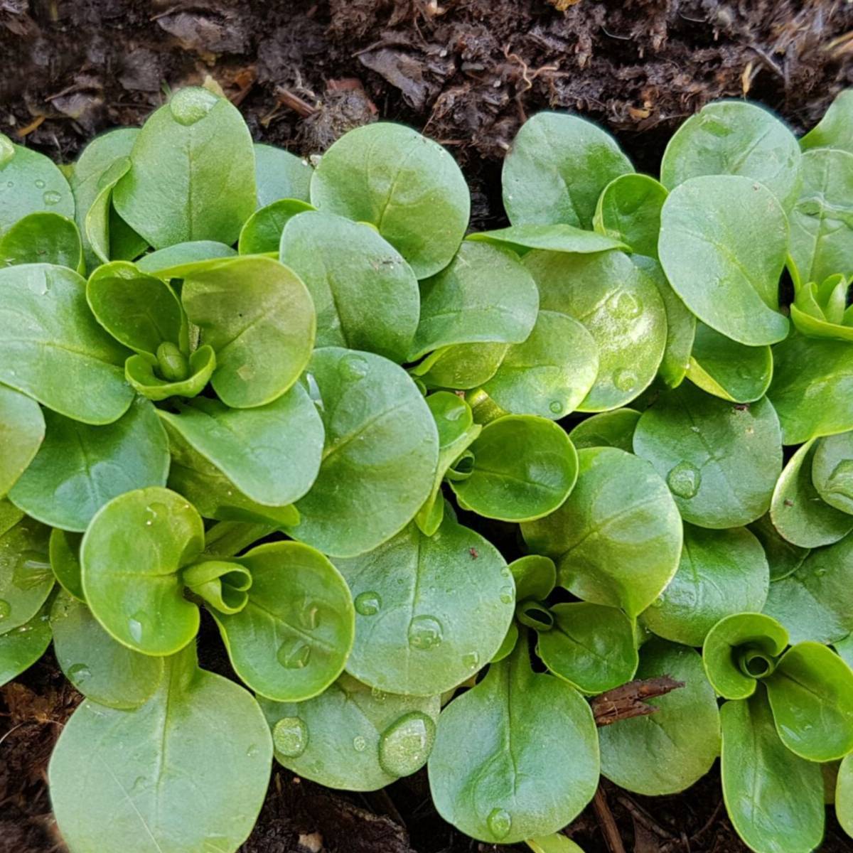 Corn Salad