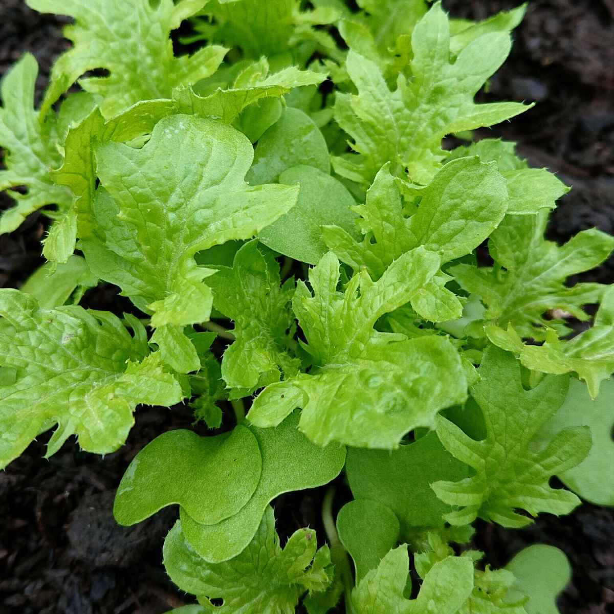 Mustard Greens- Wasabi