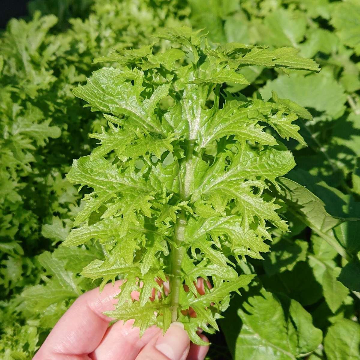 Mustard Greens- Wasabi