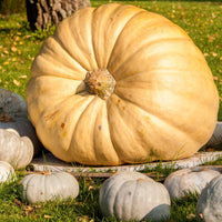 Pumpkin- Dill's Atlantic Giant