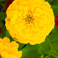 Zinnia- Lilliput Yellow