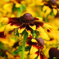 Black Eyed Susan- Gloriosa Daisies Mix