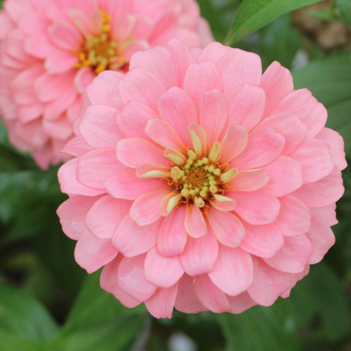 Zinnia- Exquisite Light Rose