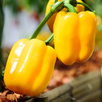 Capsicum- Yellow Bell