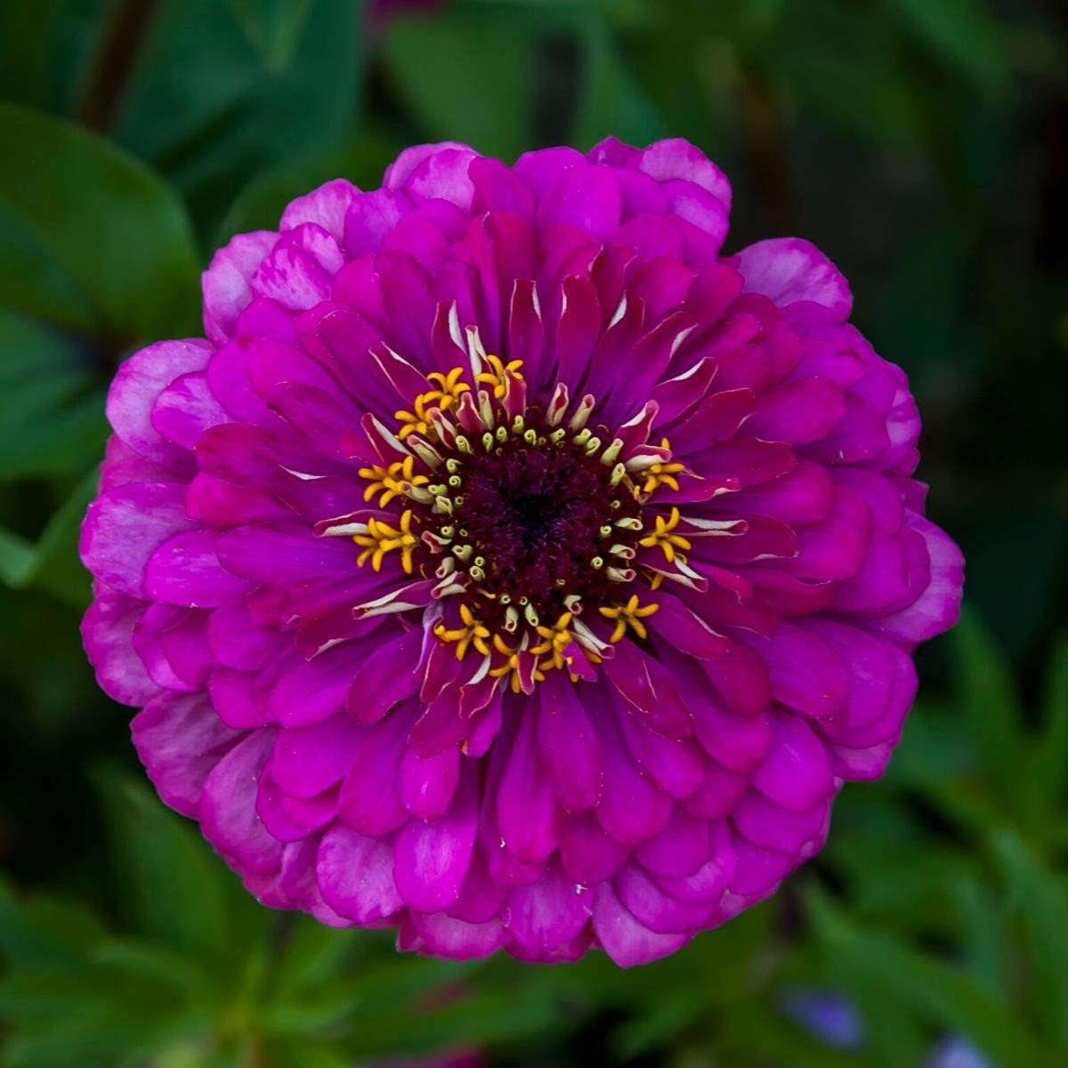 Zinnia- Purple Prince