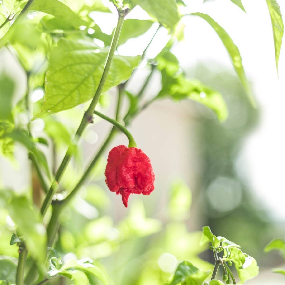 Chilli- Carolina Reaper