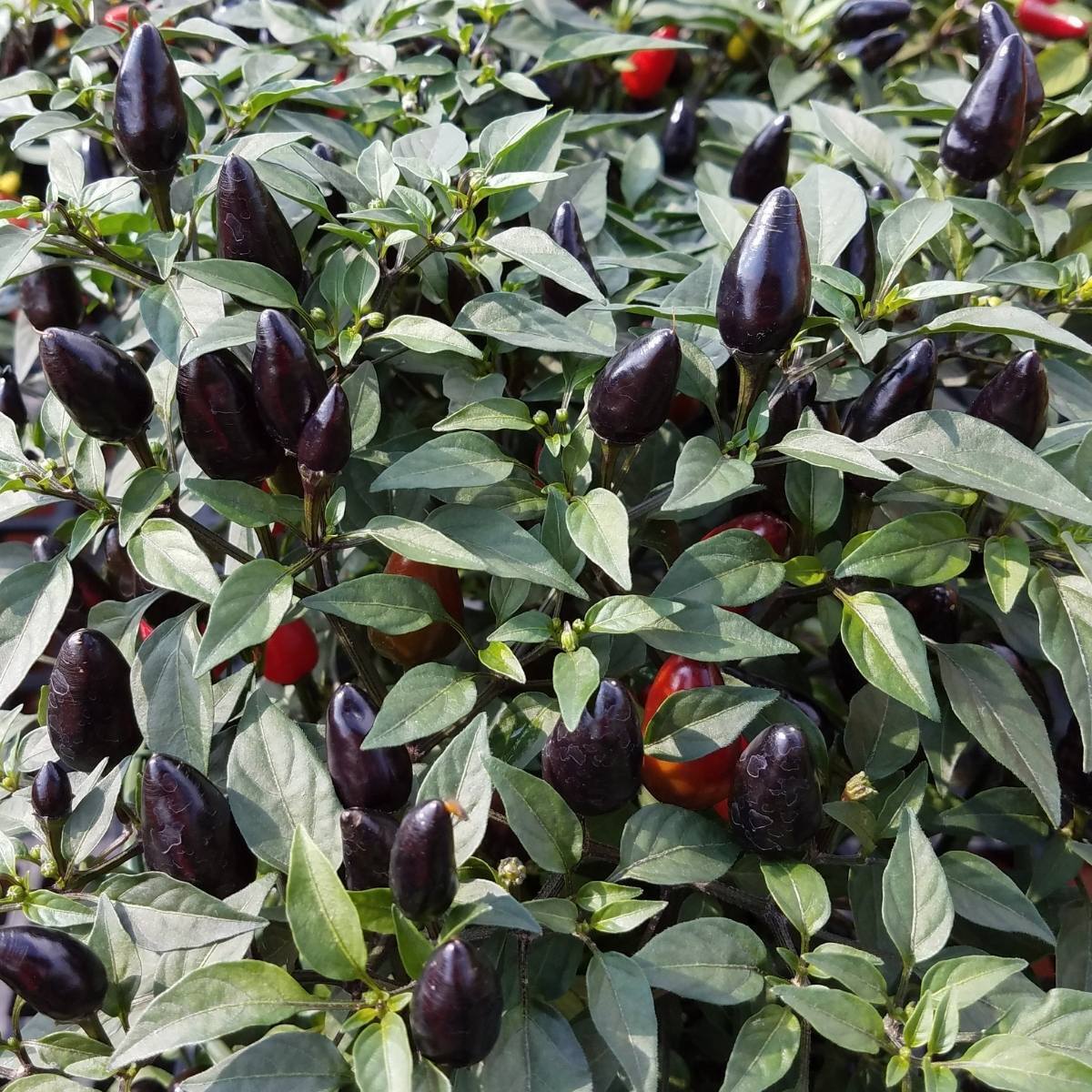 Chilli- Black Olive