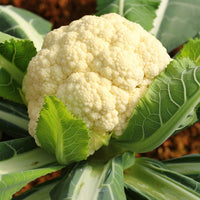 Cauliflower- First Early