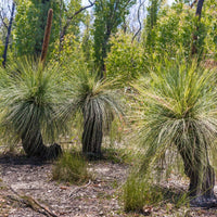 Australian Grass Tree