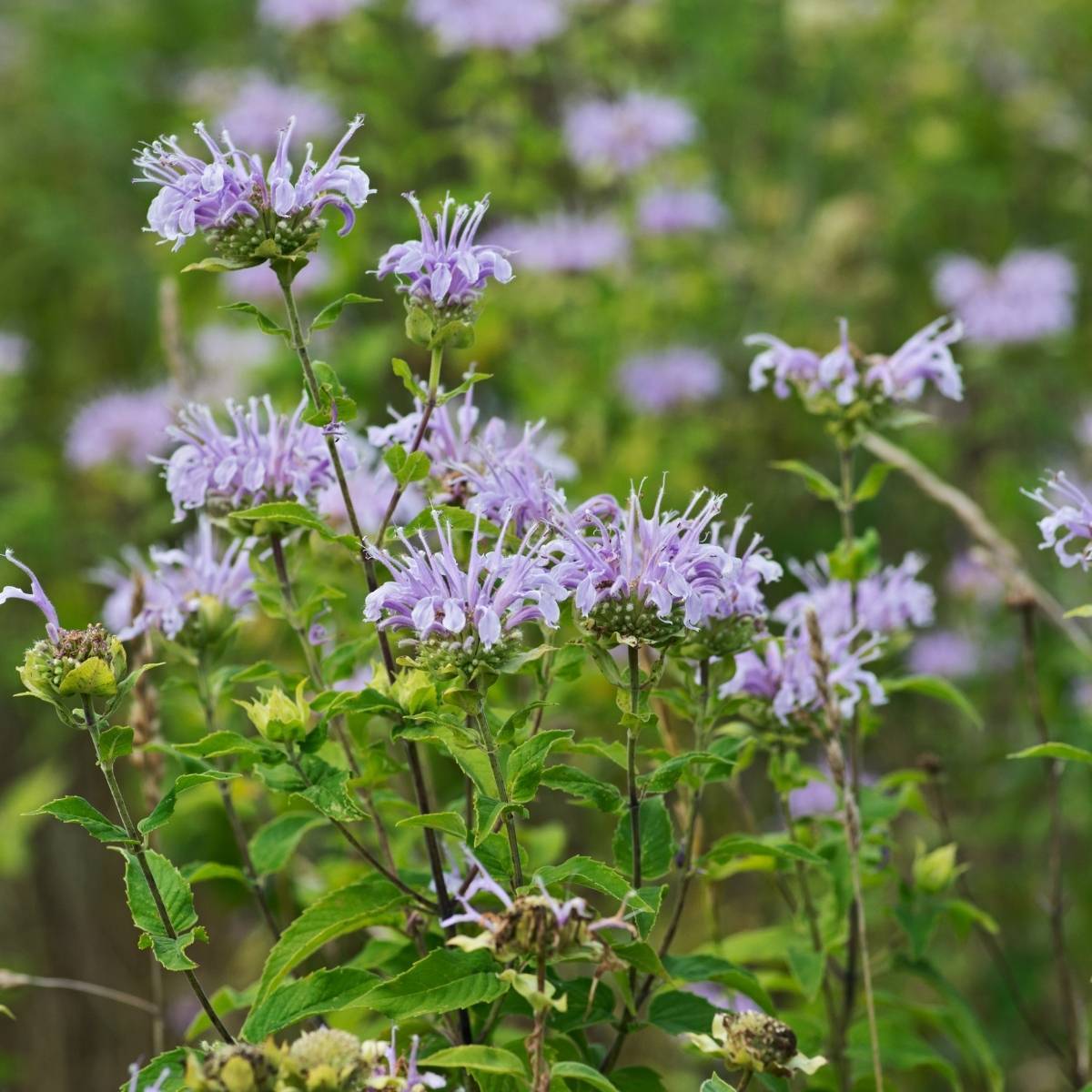 Bergamot- Wild