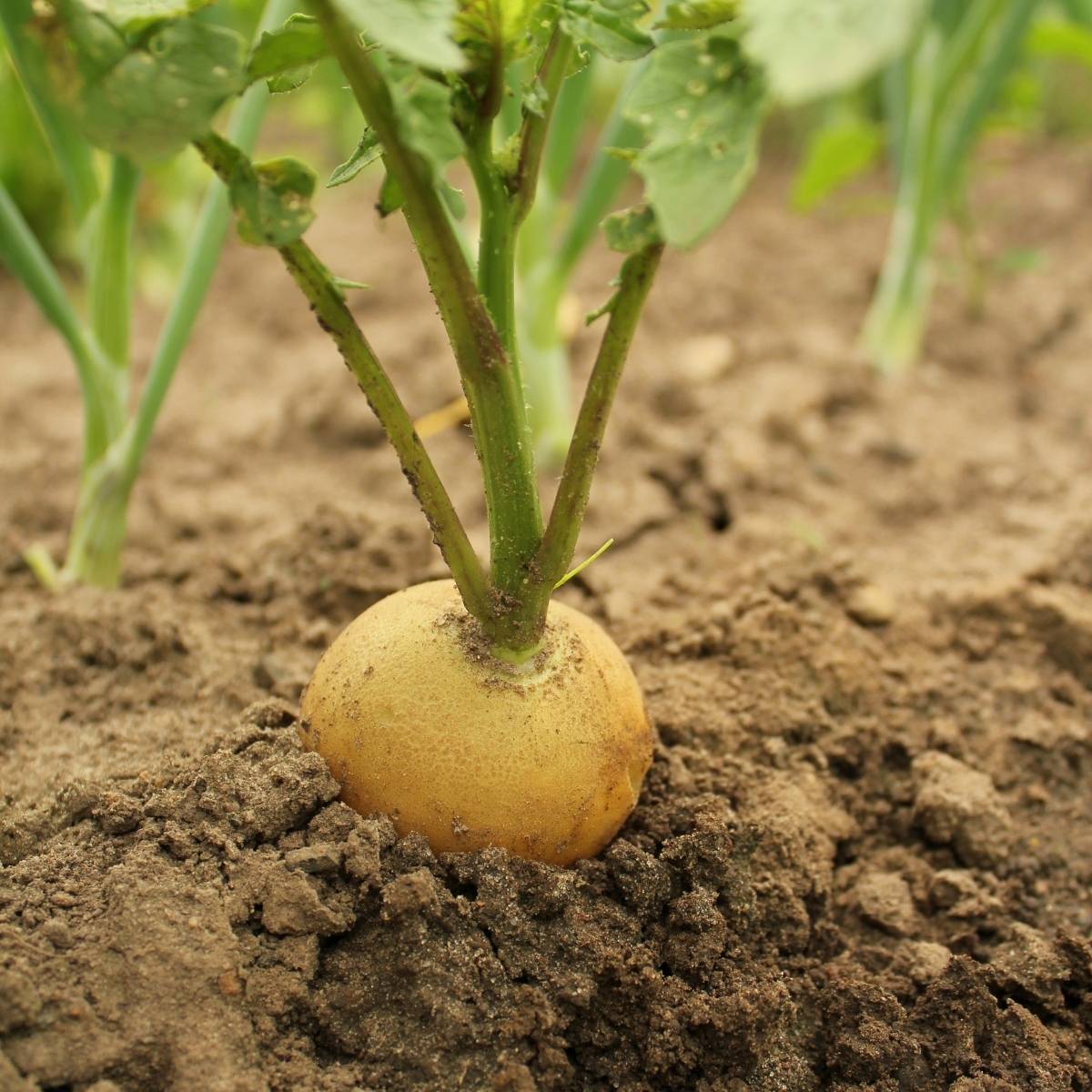 Radish- Golden