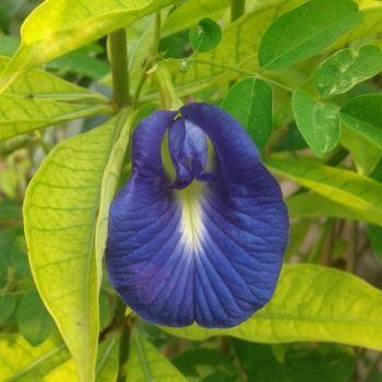 Blue Butterfly Pea