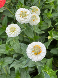 Oklahoma White – Zinnia Seed