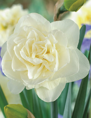 Daffodil Obdam White Bulb