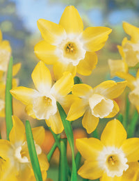 Daffodil Pipit Intrigue Yellow Bulb