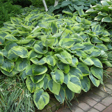 Tokudama flavocircinalis Hosta