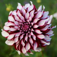 Tartan Dahlia