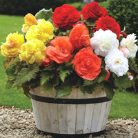 Begonia Superba Mixture Super Sak