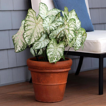 White Christmas Fancy Leaf Caladium