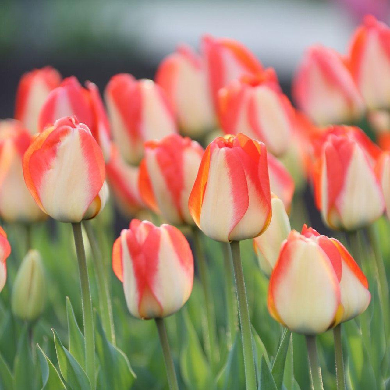 Tulip American Dream Bulbs