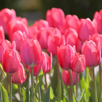 Tulip Van Eijk Pink Bulbs