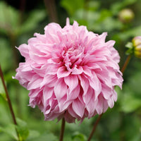 Vassio Meggos Dahlia