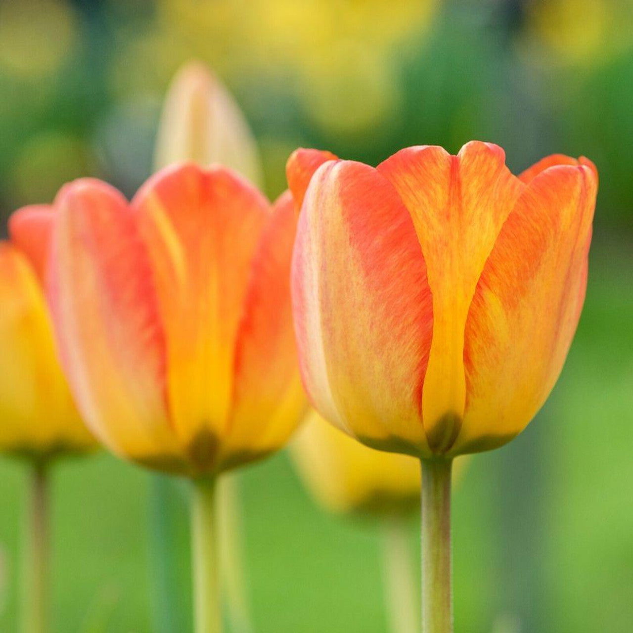 Tulip Blushing Apeldoorn Yellow Bulbs