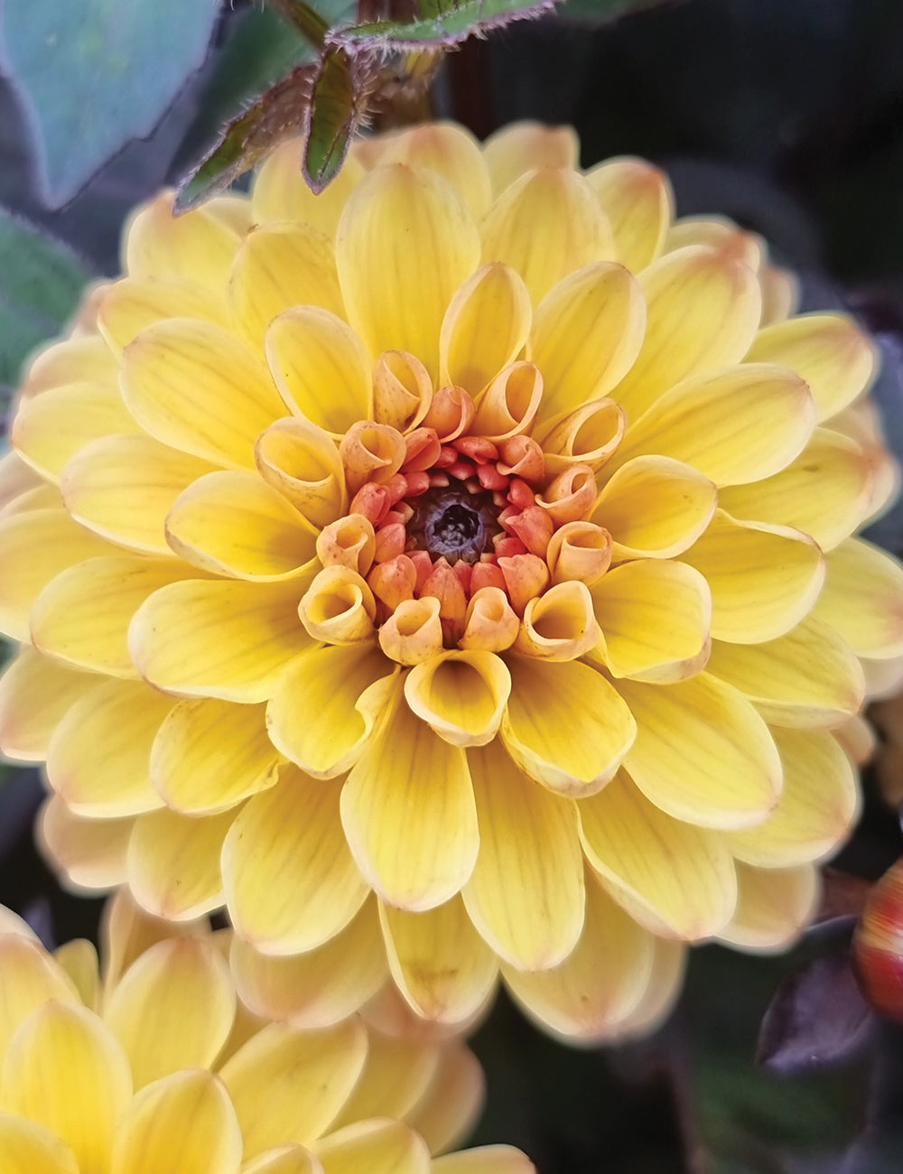 Yellow Heaven Dahlia