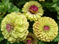 Zinnia- Queeny Lime with Blotch