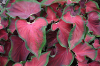 Caladium Dark Red Wine Green Lime Bulbs