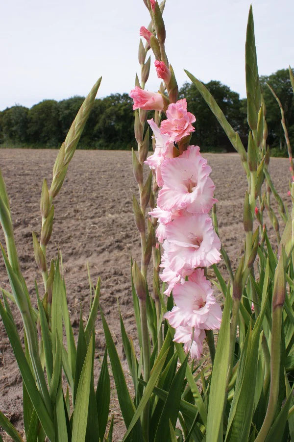 Night Mare Pink Bulbs