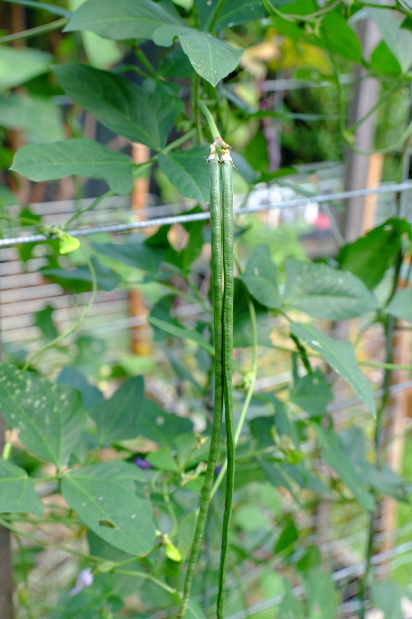 Climbing Snake Bean- Red Dragon