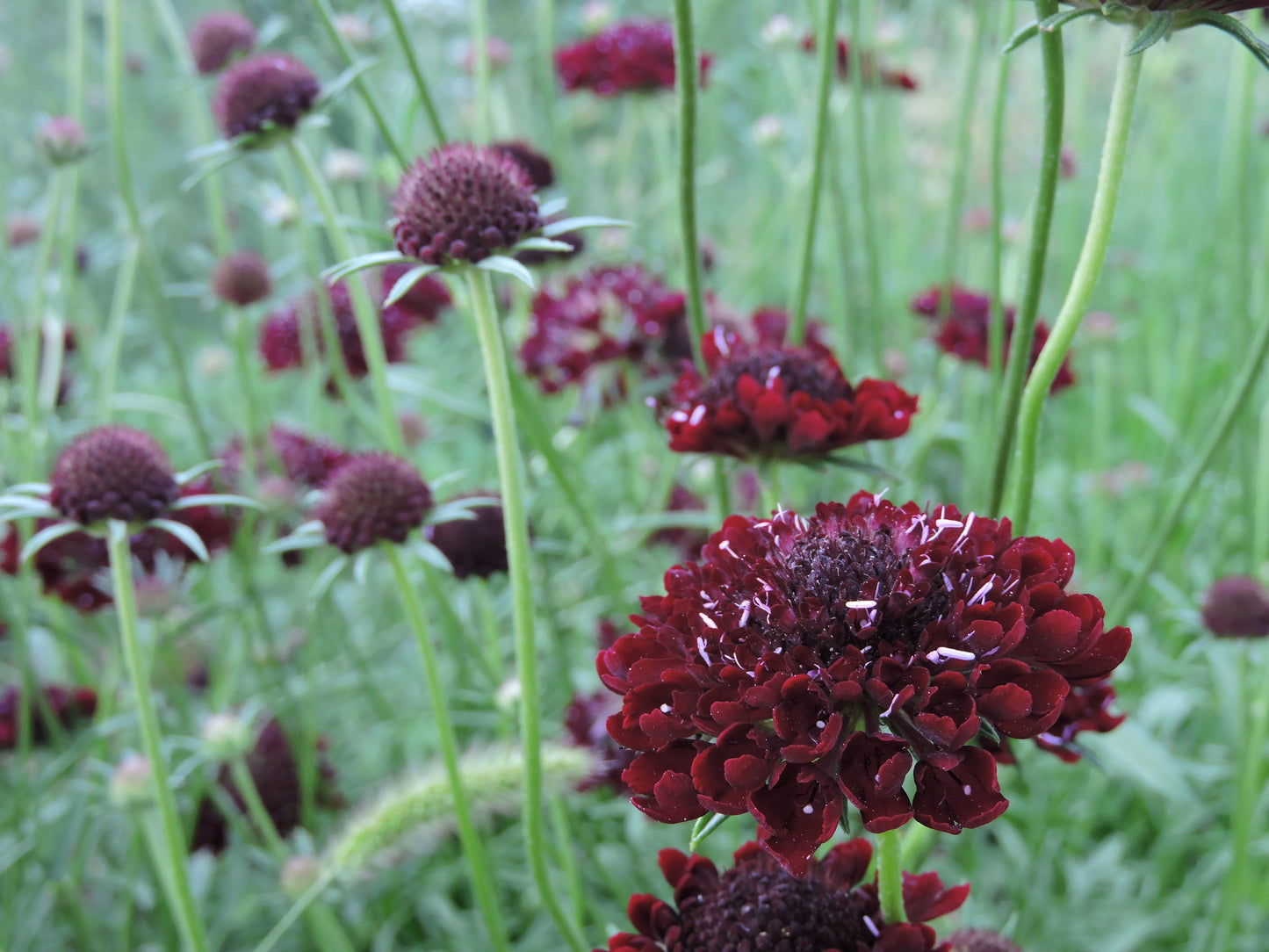 Black Knight – Scabiosa Seed