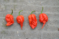 Chilli- Carolina Reaper