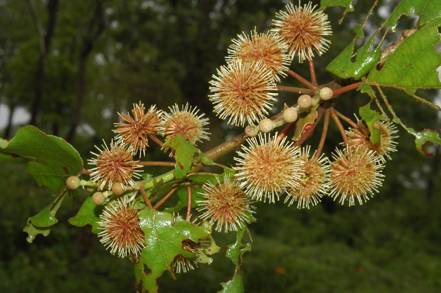 Adina Cordifolia Tree Seeds