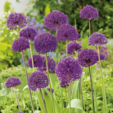 Allium Caeruleum Serum Purple Bulbs