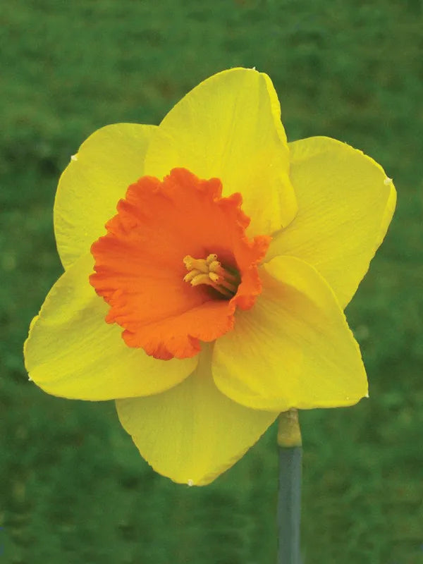 Daffodil Scarlet Gem Yellow Bulb