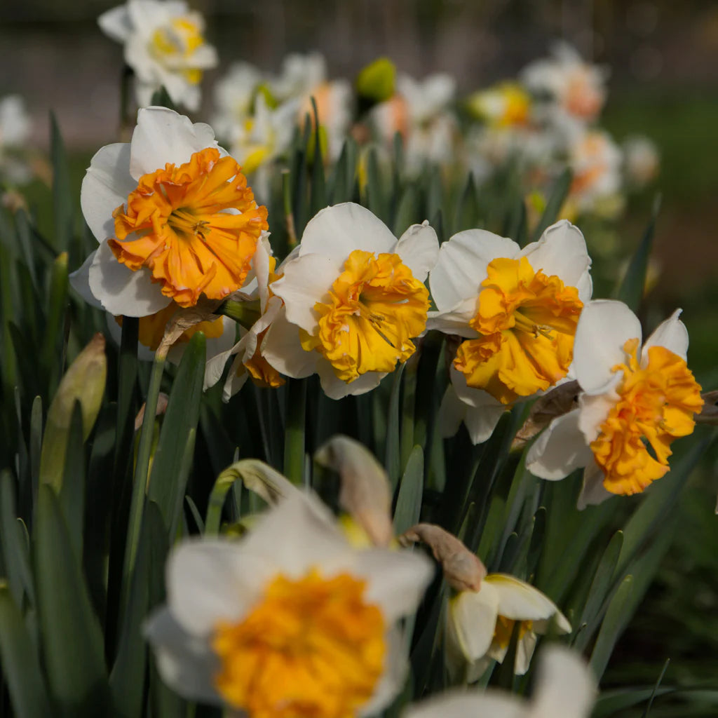 Daffodil Orangery White Yellow Bulb