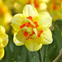 Daffodil Tahiti Bulbs