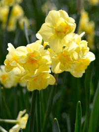 Yellow Cheerfulness – Narcissus