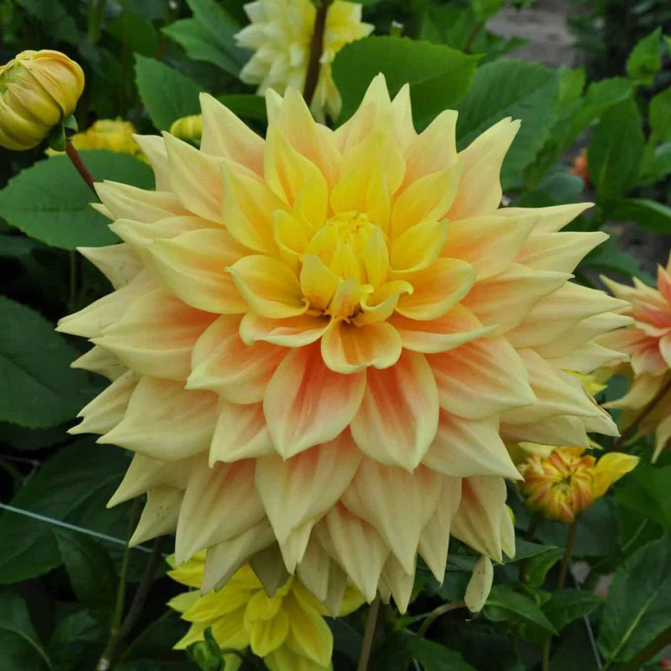 Advance Dahlia