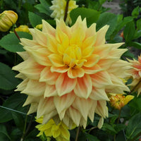 Advance Dahlia