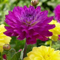 All Seasons Dahlia