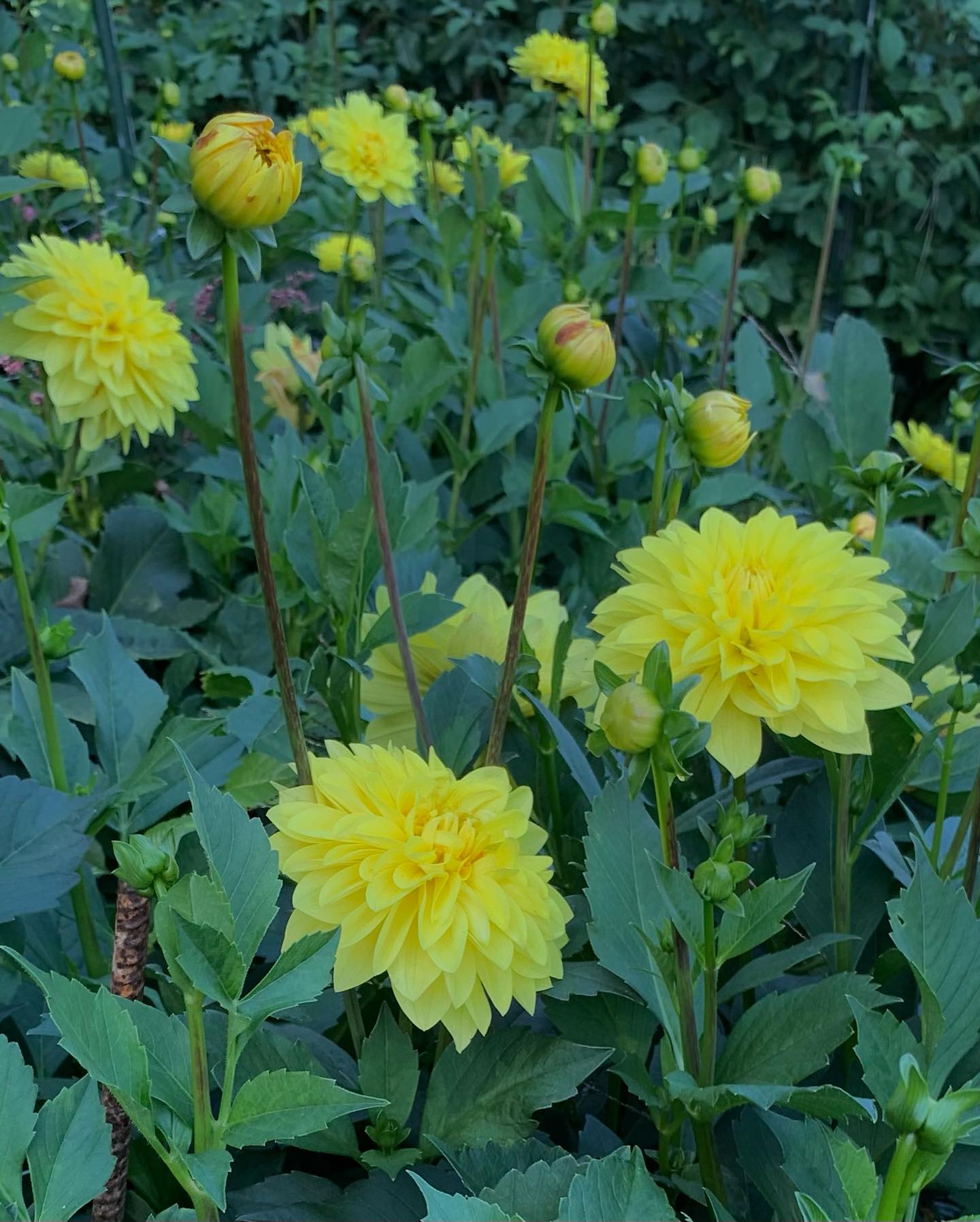 American Sun Dahlia