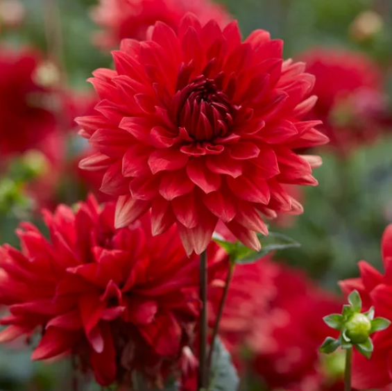 Babylon Red Dahlia