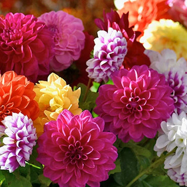 Dahlia Mix Color Bulb