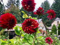 Bohemian Spartacus Dahlia