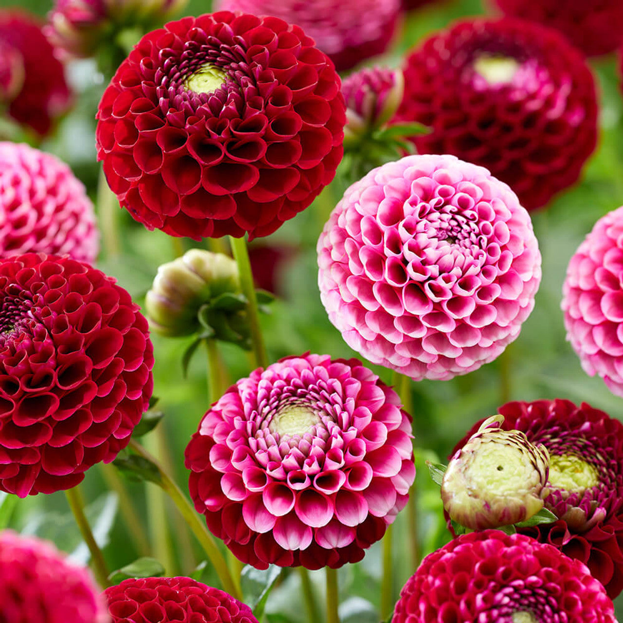 Beach Ball Dahlia Mixture