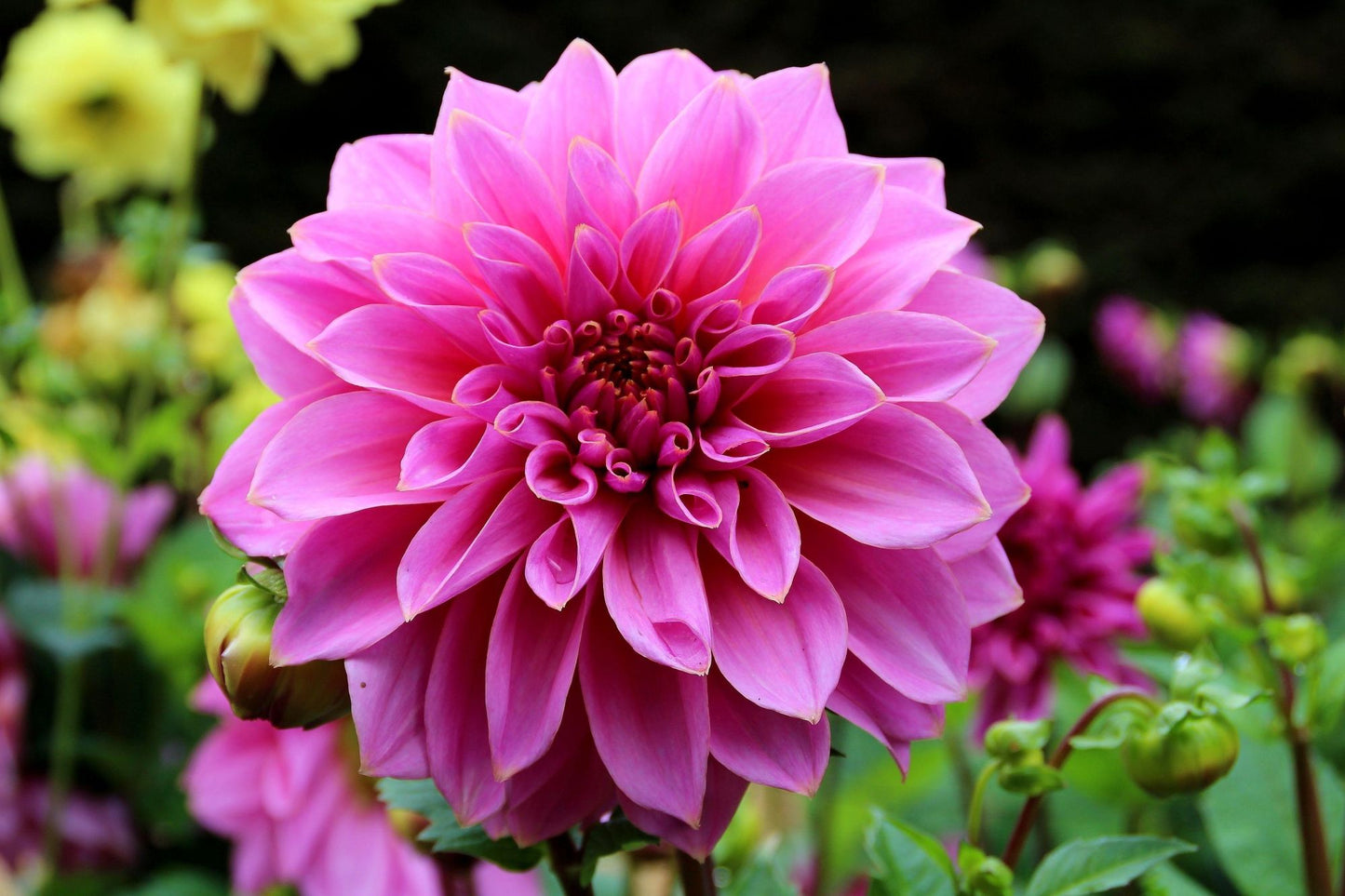 Ton Sur Ton Dahlia